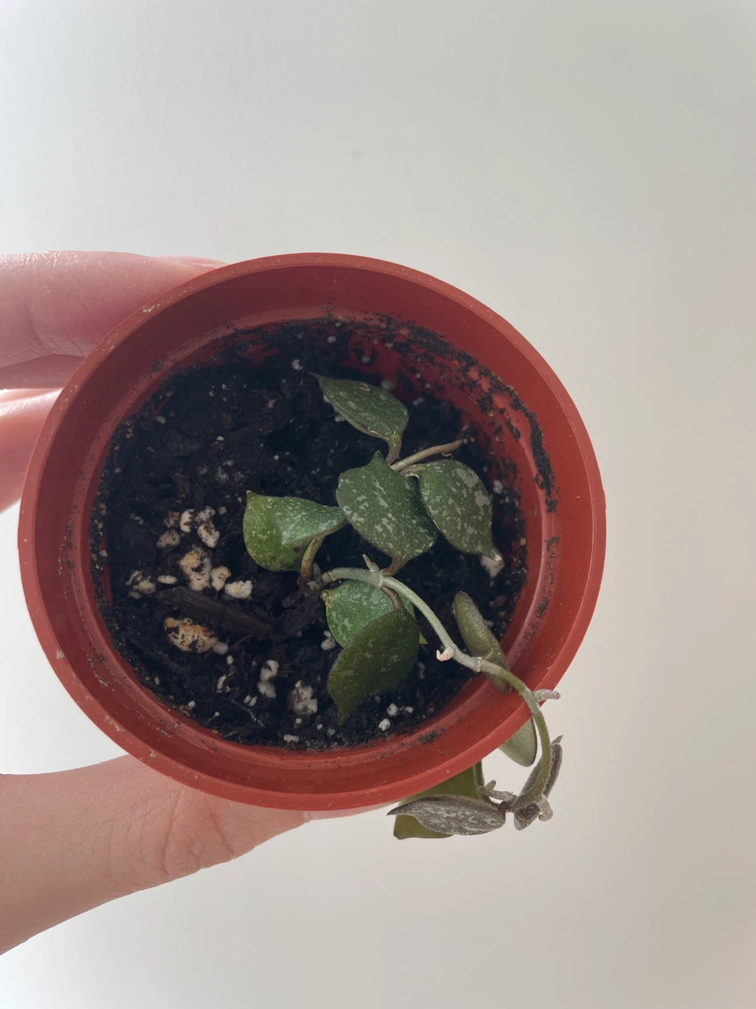 Hoya Curtisii plant - photo 2