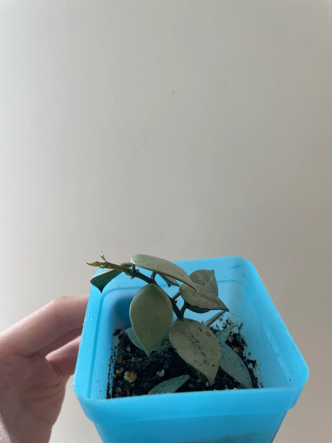 Hoya Krohniana Super Silver rooted - photo 2