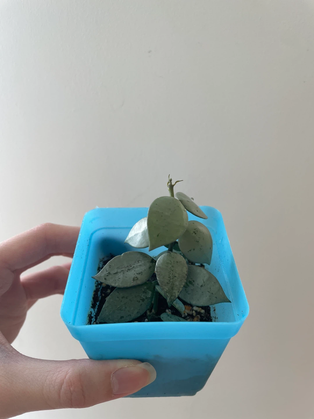 Hoya Krohniana Super Silver rooted