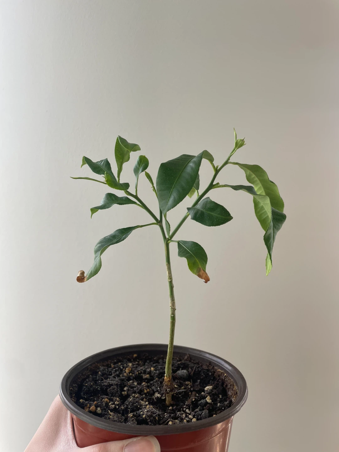 Lemon Tree Sapling