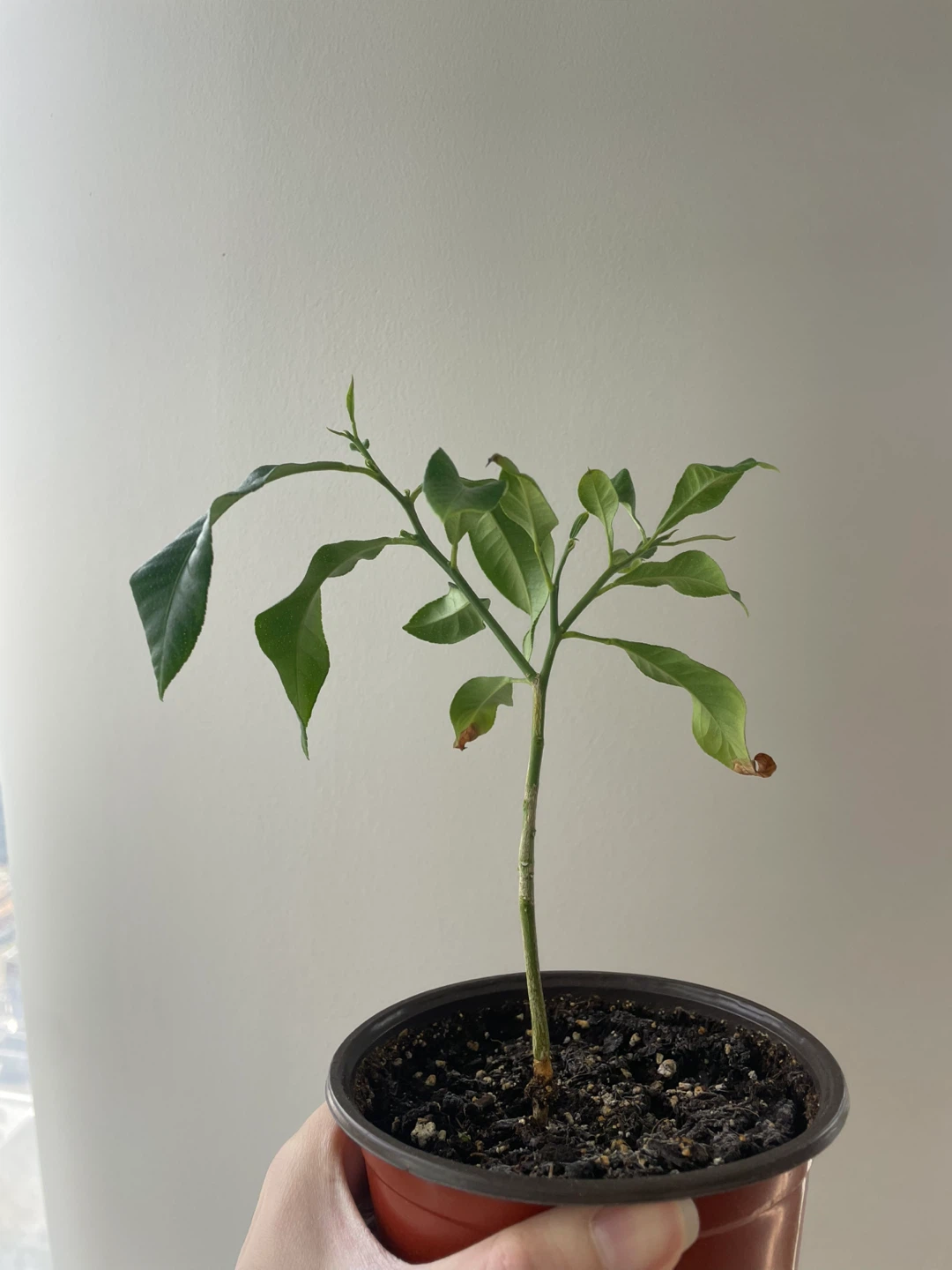 Lemon Tree Sapling - photo 2
