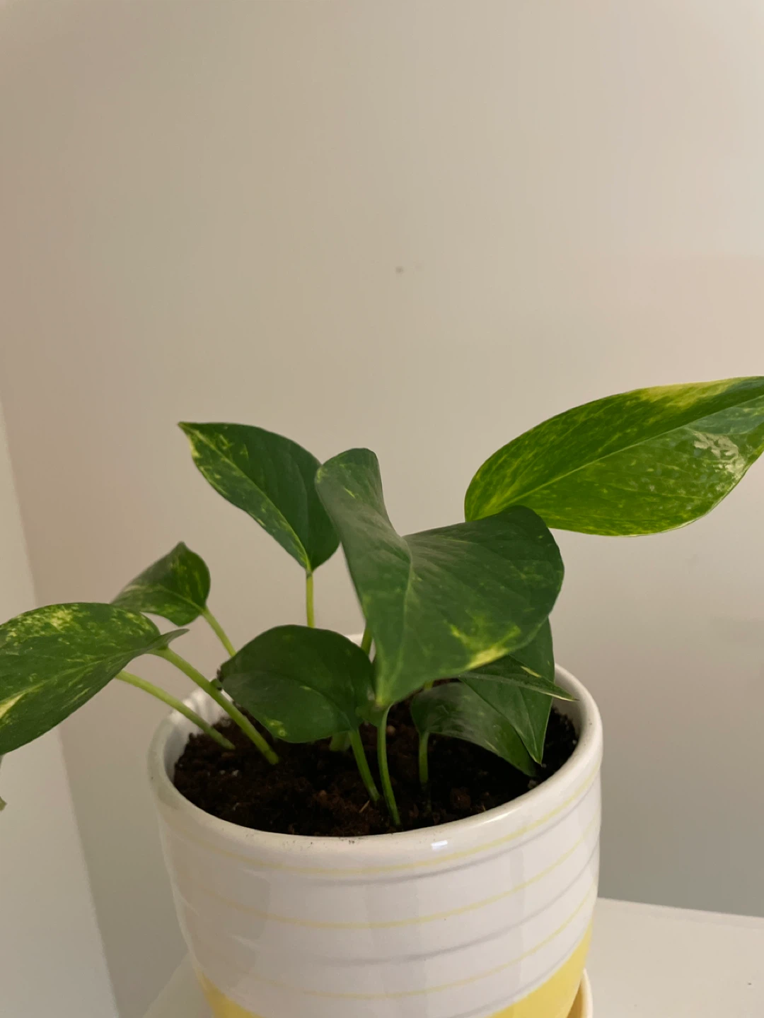 Pothos Plant in ceramic Planter - photo 4