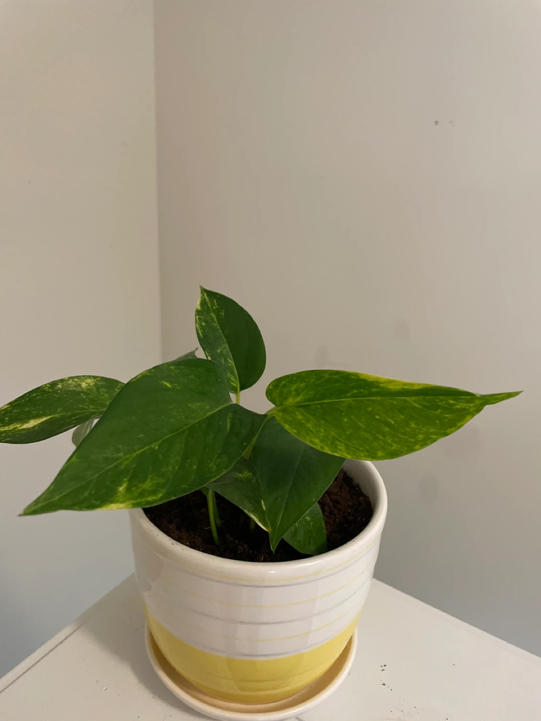 Pothos Plant in ceramic Planter