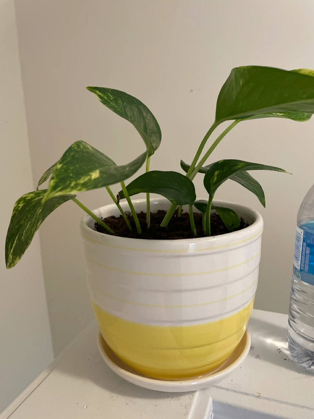 Pothos Plant in ceramic Planter - photo 3