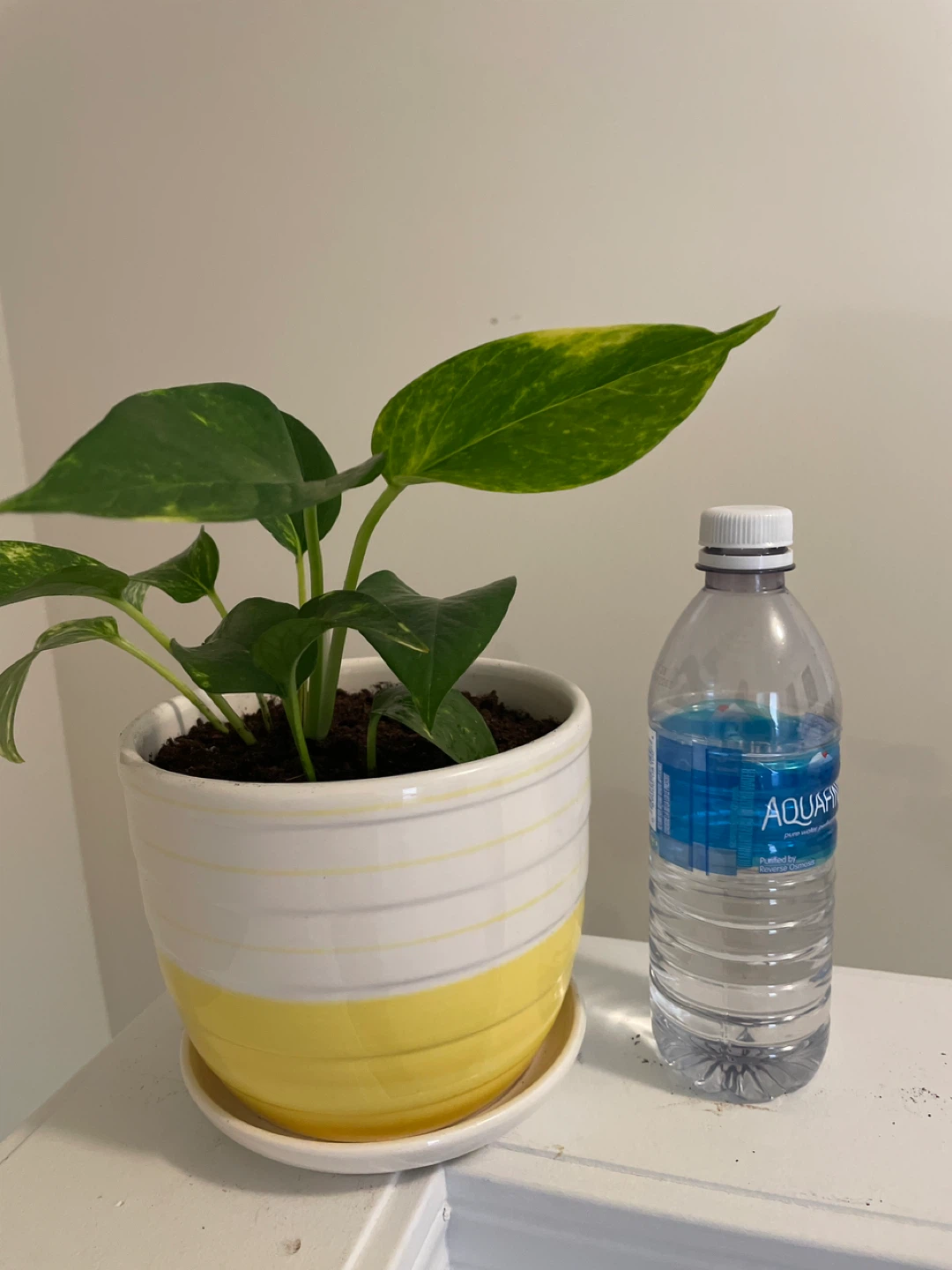 Pothos Plant in ceramic Planter - photo 2