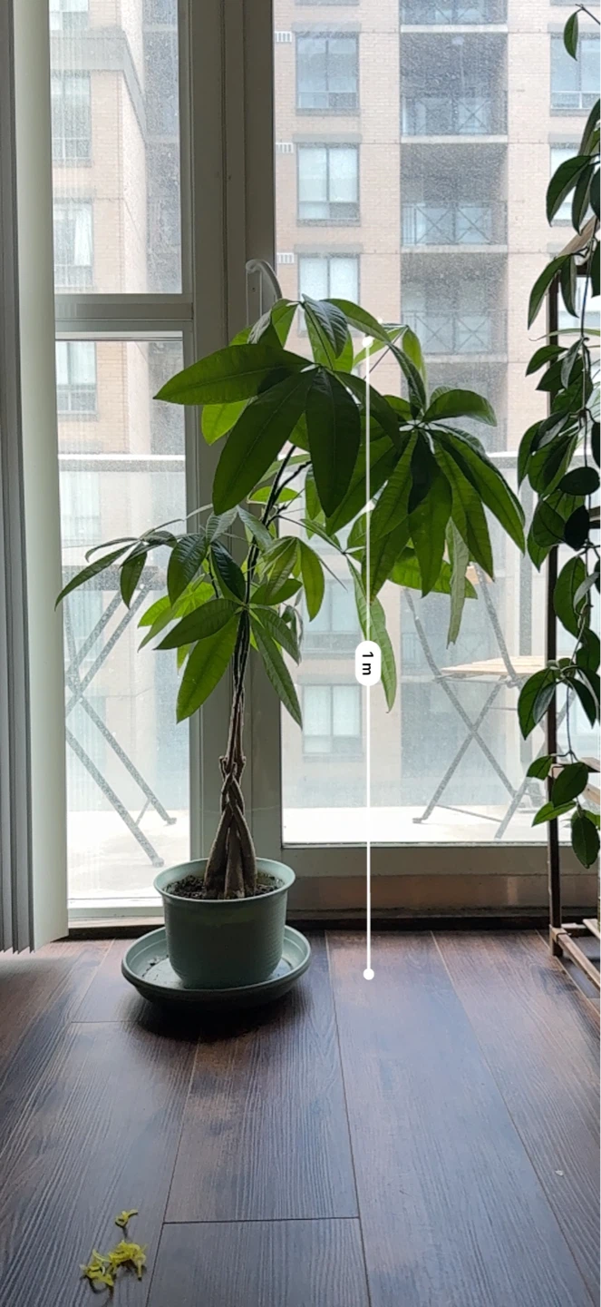Money Tree Plant