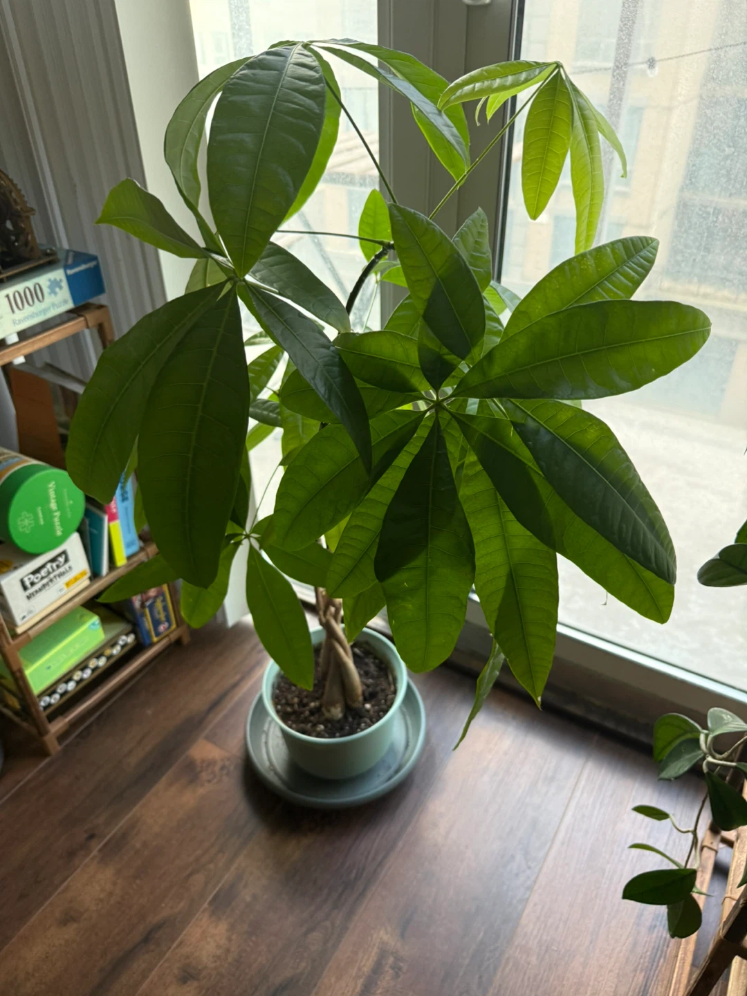Money Tree Plant - photo 2