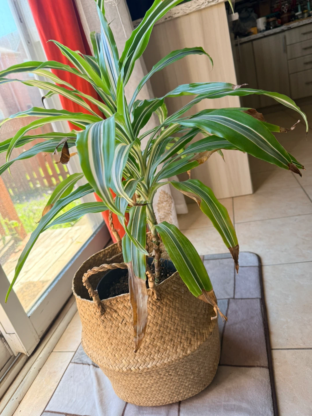 Corn Plant Dracaena by 'Massangeana' - photo 3