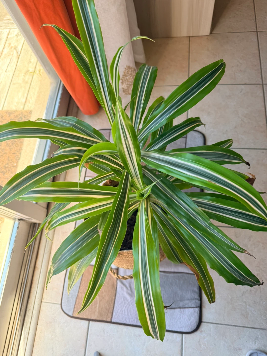Corn Plant Dracaena by 'Massangeana' - photo 4