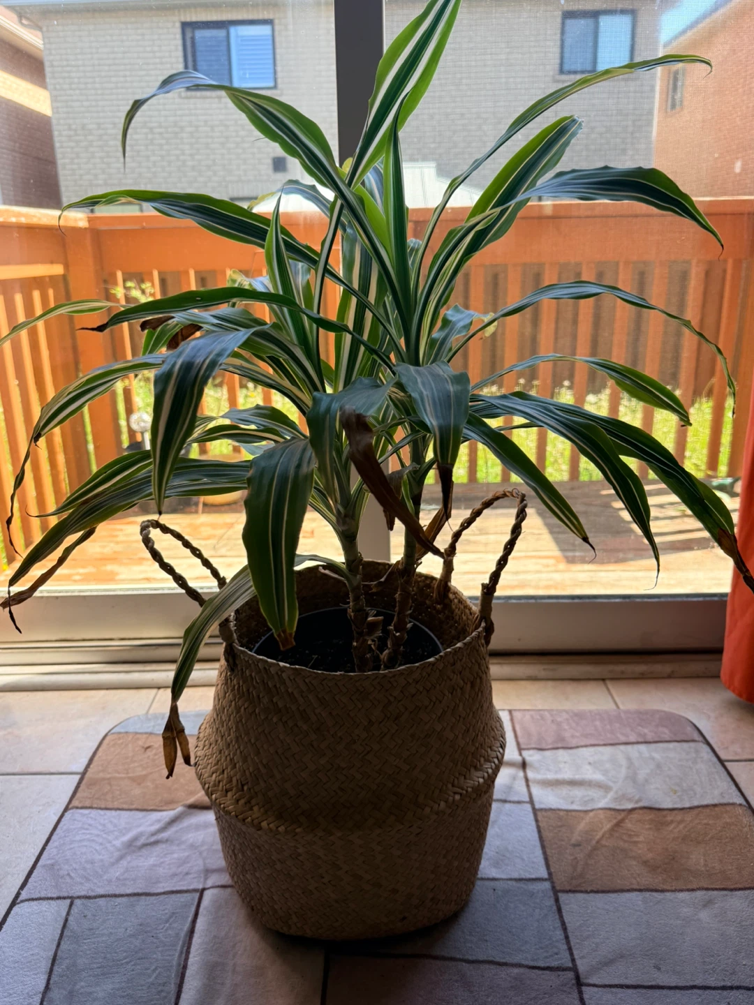 Corn Plant Dracaena by 'Massangeana' - photo 2