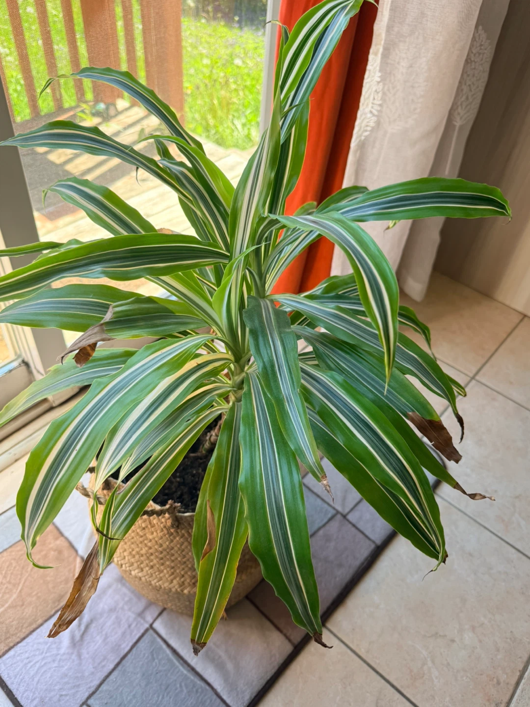 Corn Plant Dracaena by 'Massangeana'