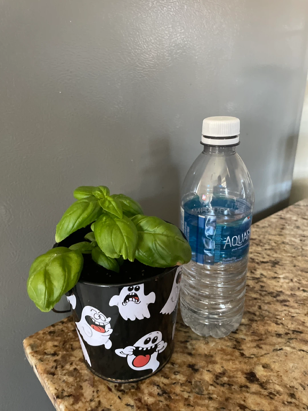 Basil Plant in Halloween Ghost Pot - photo 3