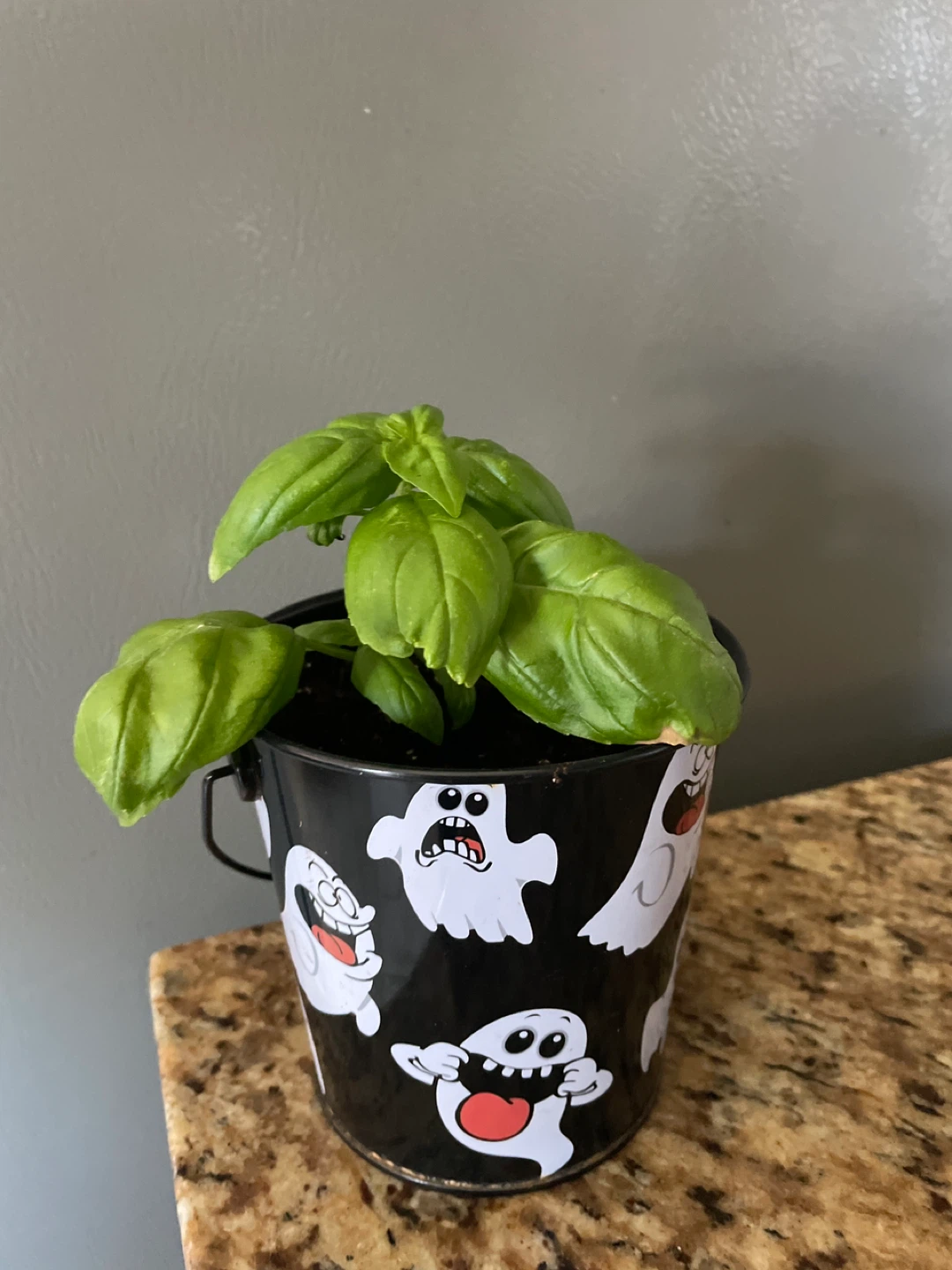 Basil Plant in Halloween Ghost Pot - photo 2