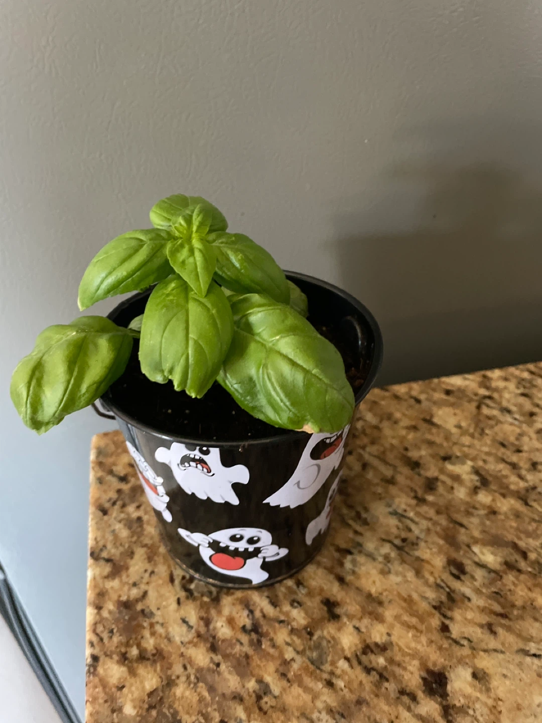 Basil Plant in Halloween Ghost Pot