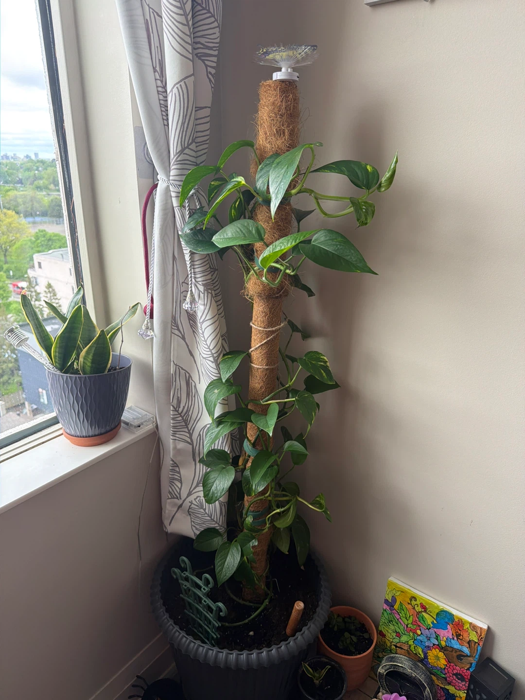 Pothos Plant with Coir Totem Pole. Big pothos 5 years of growth.