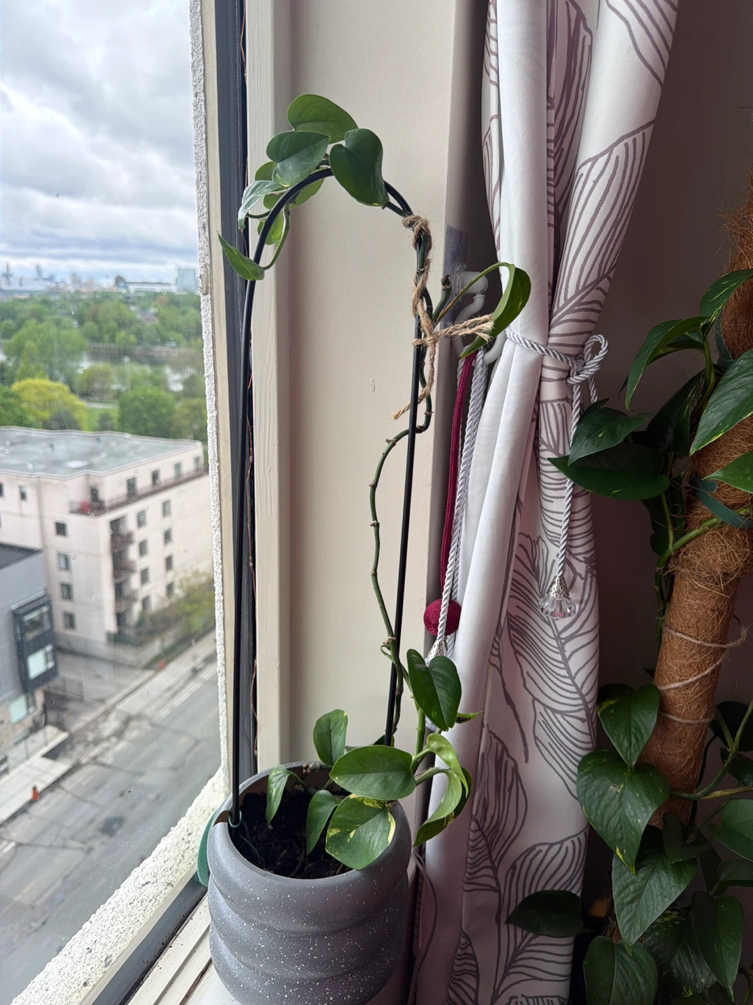 Pothos Plant in Grey Speckled Pot