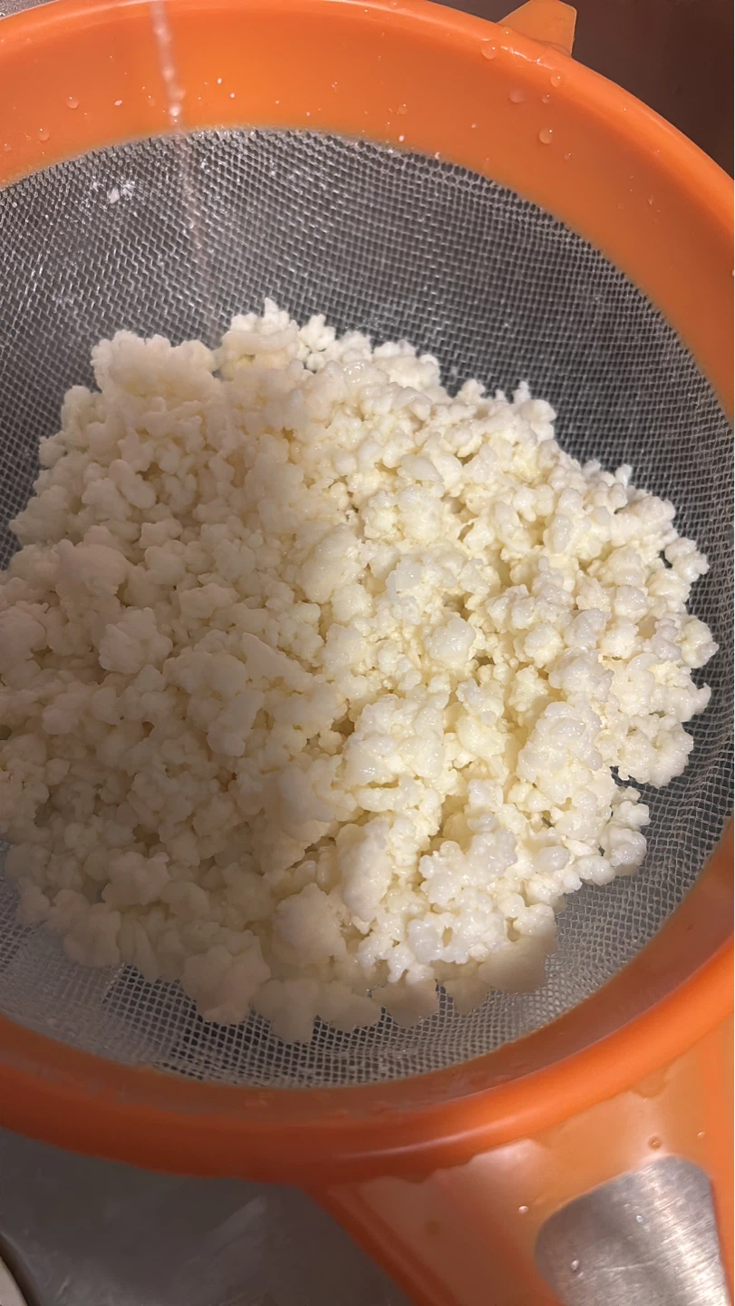 Kefir Grains