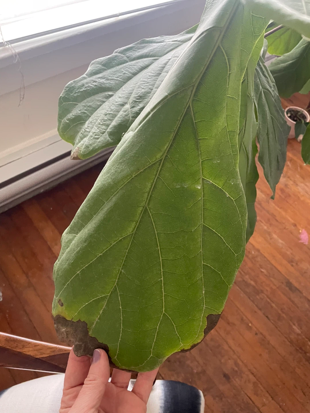 Fiddle Leaf Fig Plant and Pot - photo 3