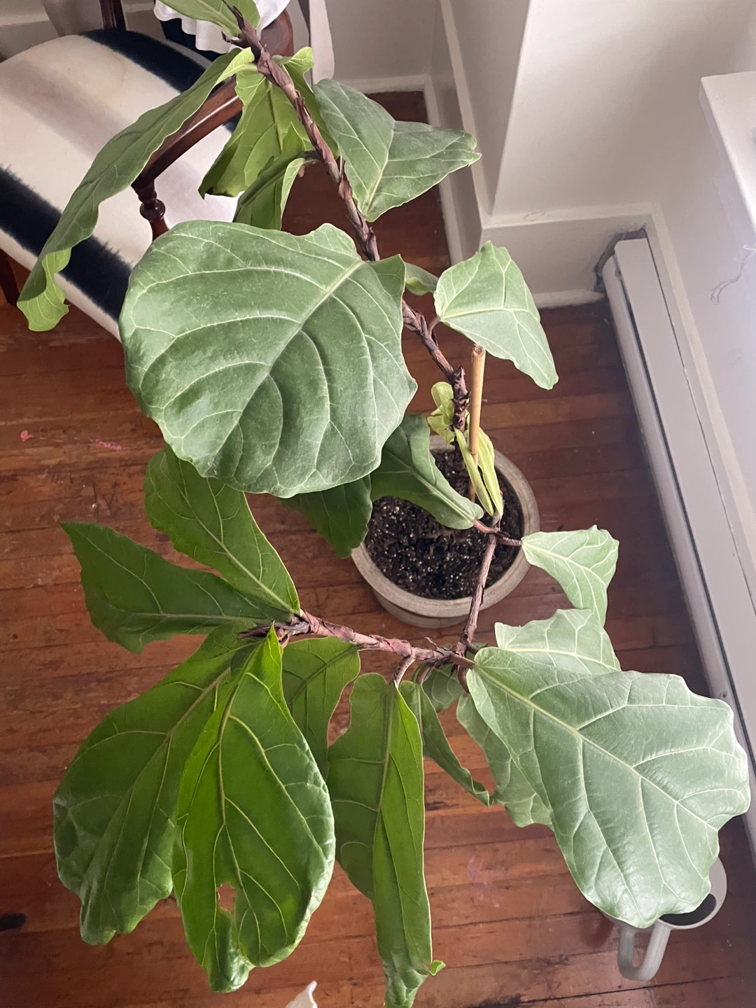 Fiddle Leaf Fig Plant and Pot - photo 2