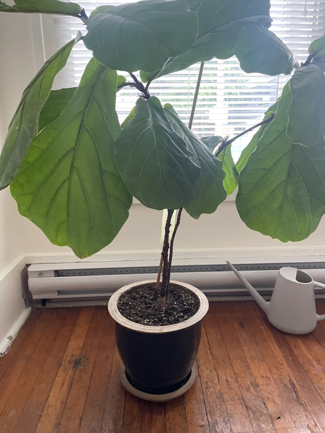 Fiddle Leaf Fig Plant and Pot