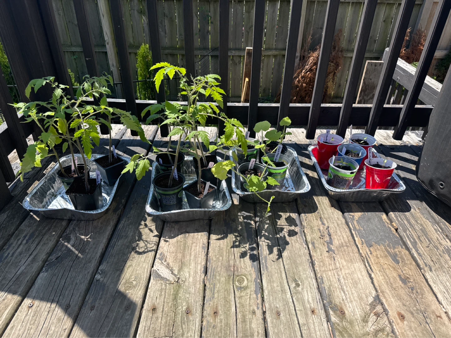Assorted Vegetable Seedlings