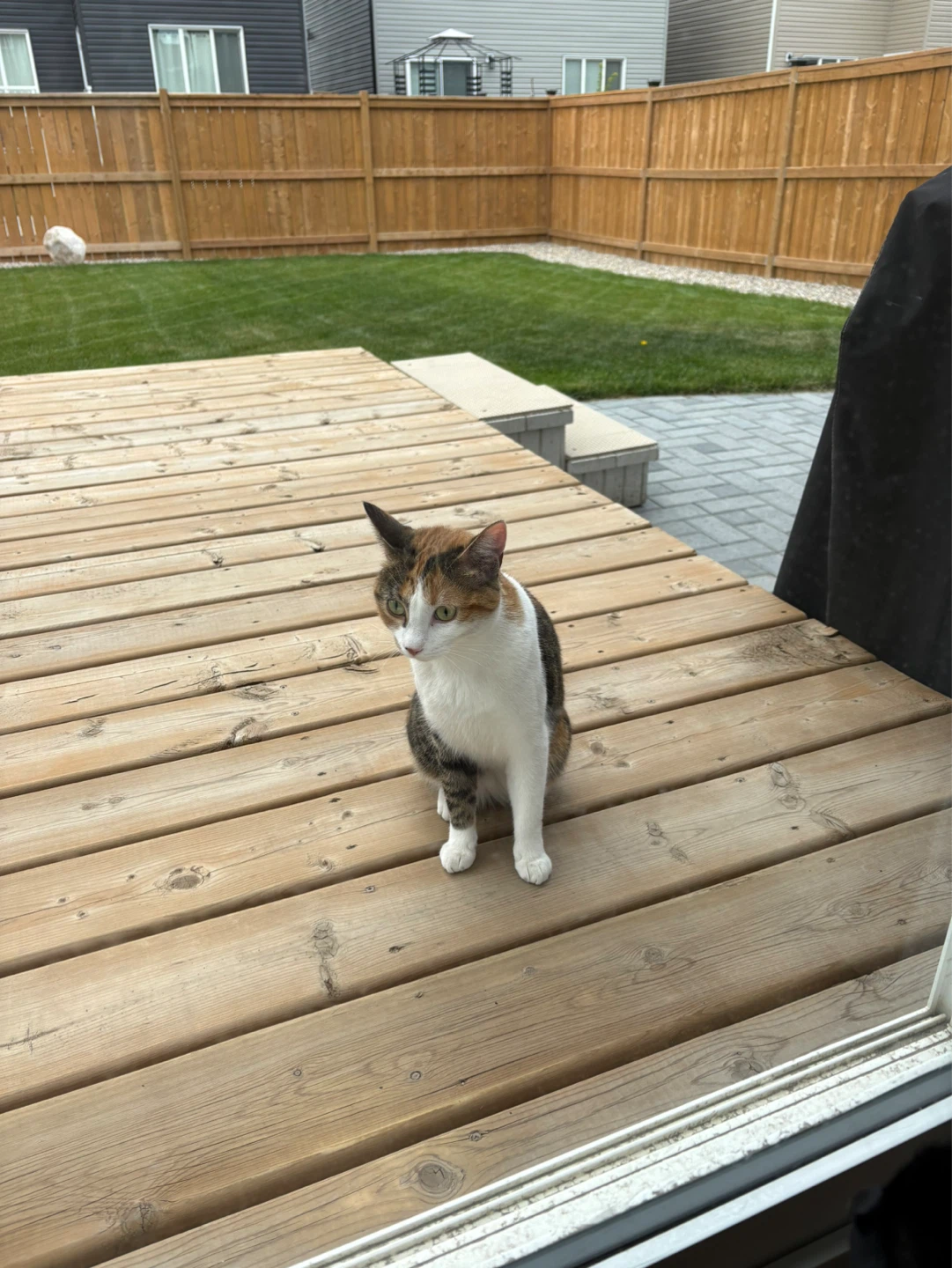 Calico Cat missing?