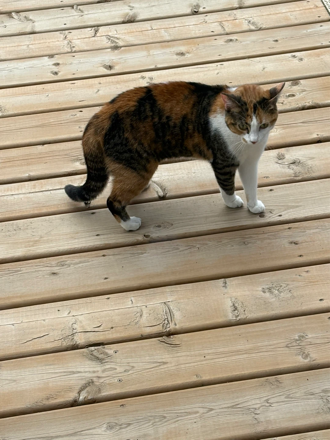 Calico Cat missing? - photo 2