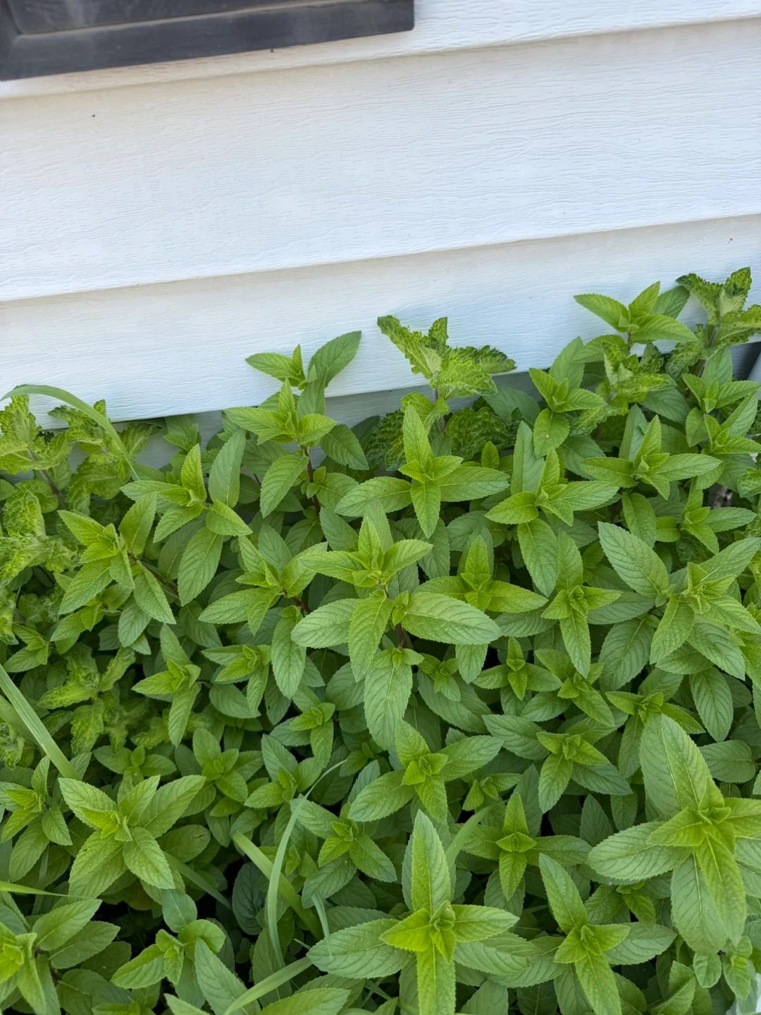 Organic from my garden to yours Mint Plants pots) - photo 2