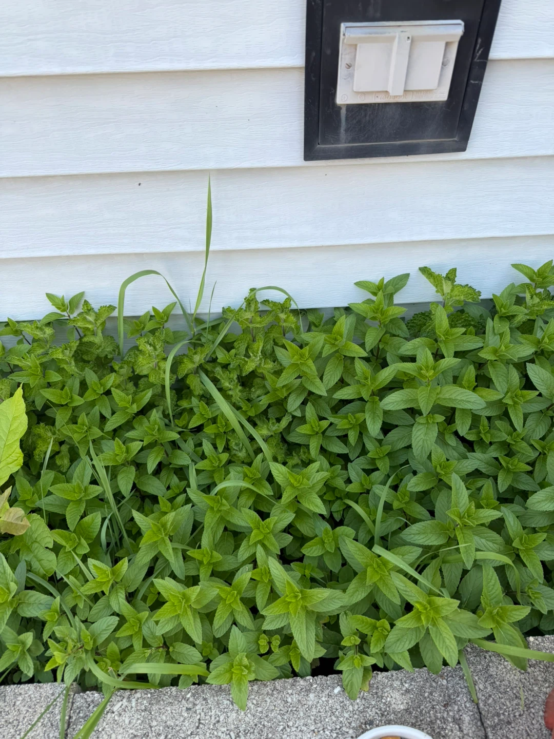 Organic from my garden to yours Mint Plants pots) - photo 3