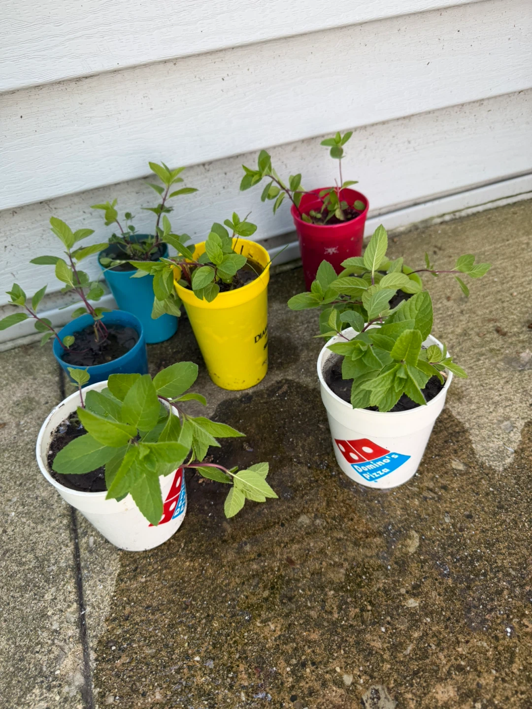 Organic from my garden to yours Mint Plants pots) - photo 4