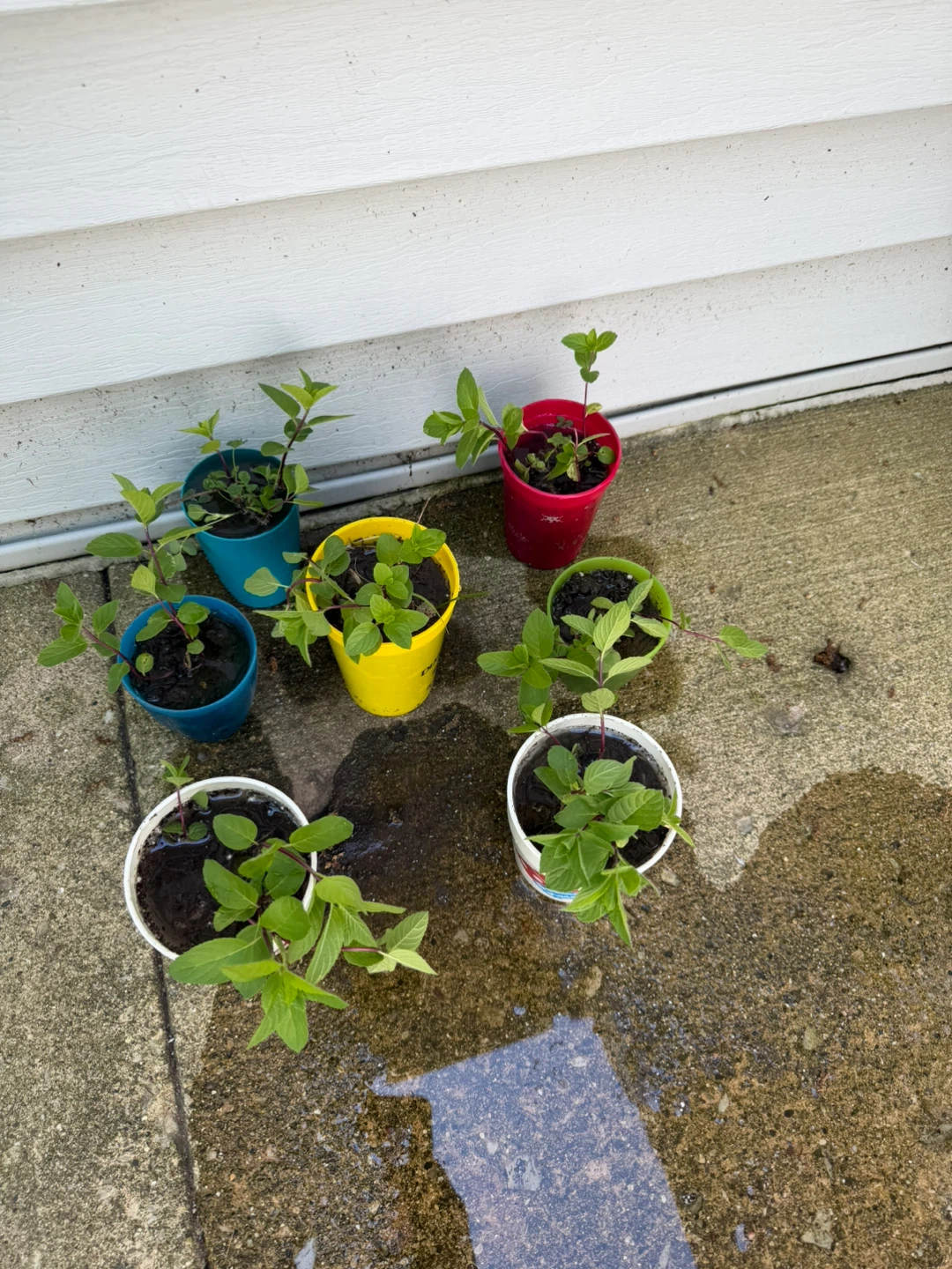 Organic from my garden to yours Mint Plants pots) - photo 5
