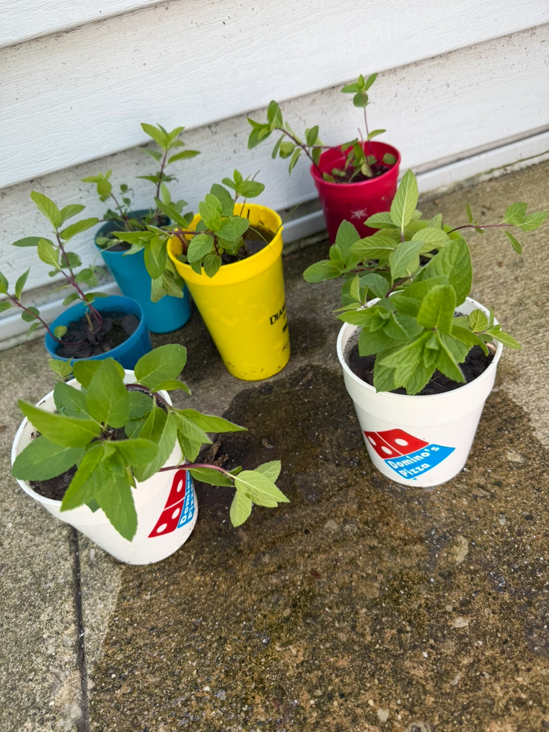 Organic from my garden to yours Mint Plants pots)