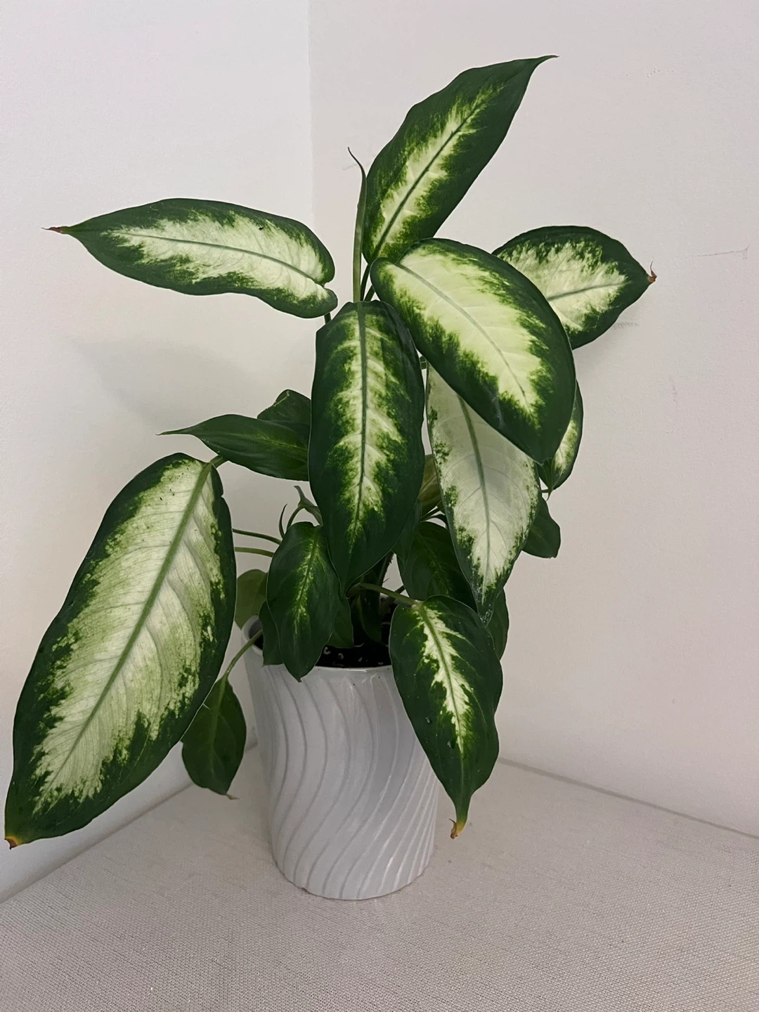 Assorted potted household plants - sold individually - photo 3