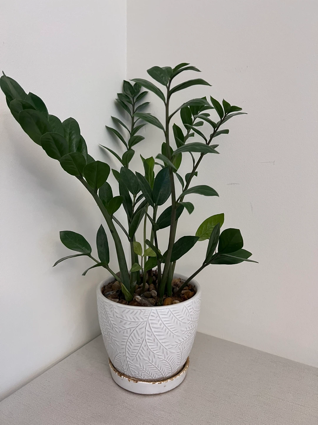 Assorted potted household plants - sold individually - photo 2