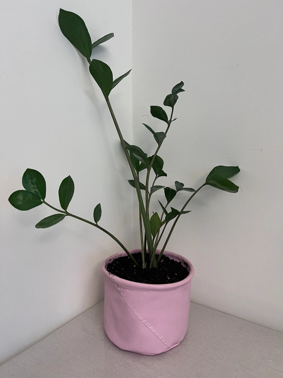 Assorted potted household plants - sold individually - photo 5