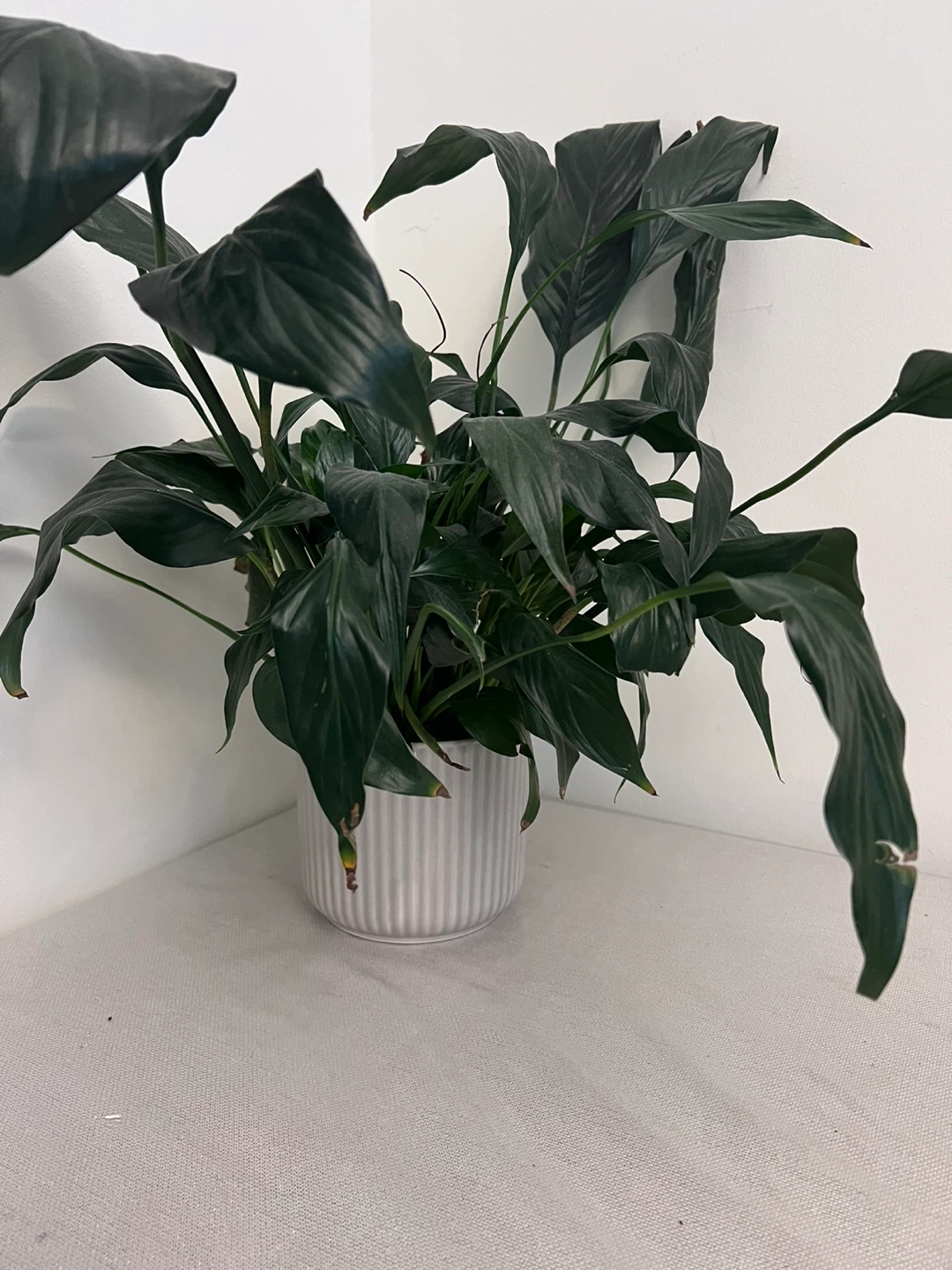 Assorted potted household plants - sold individually - photo 4
