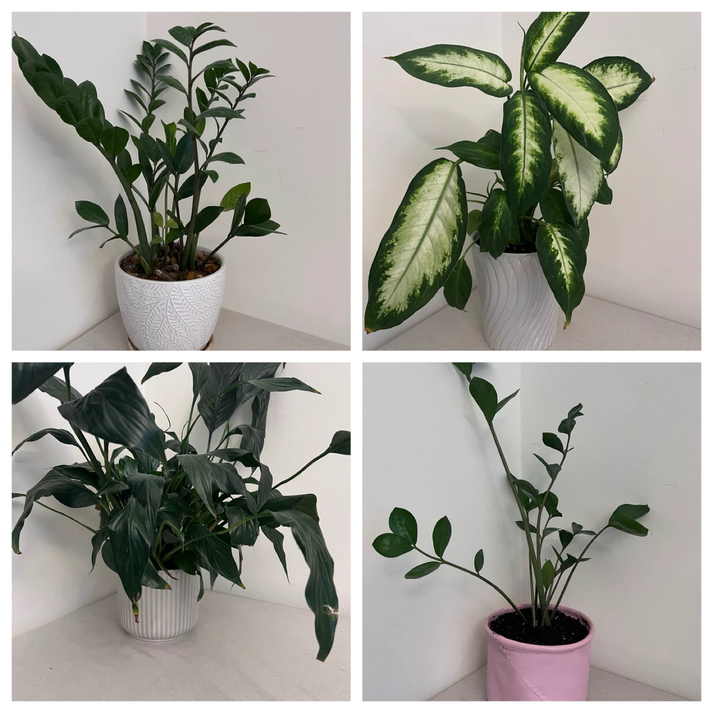 Assorted potted household plants - sold individually