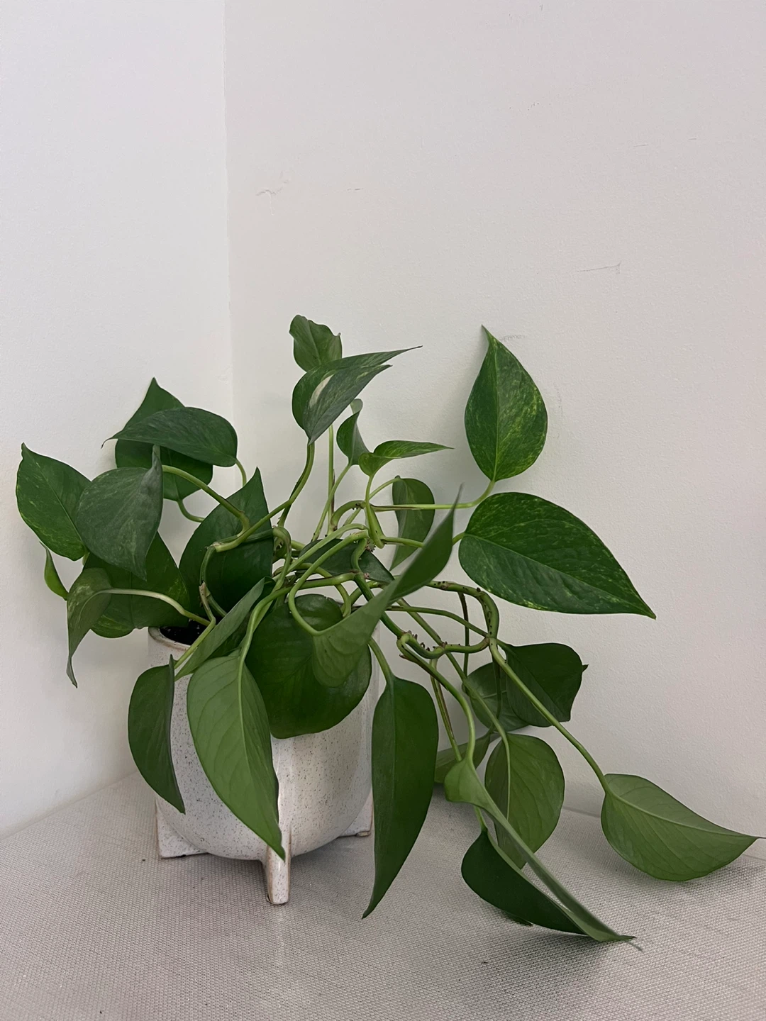 Household plants - sold individually - photo 2