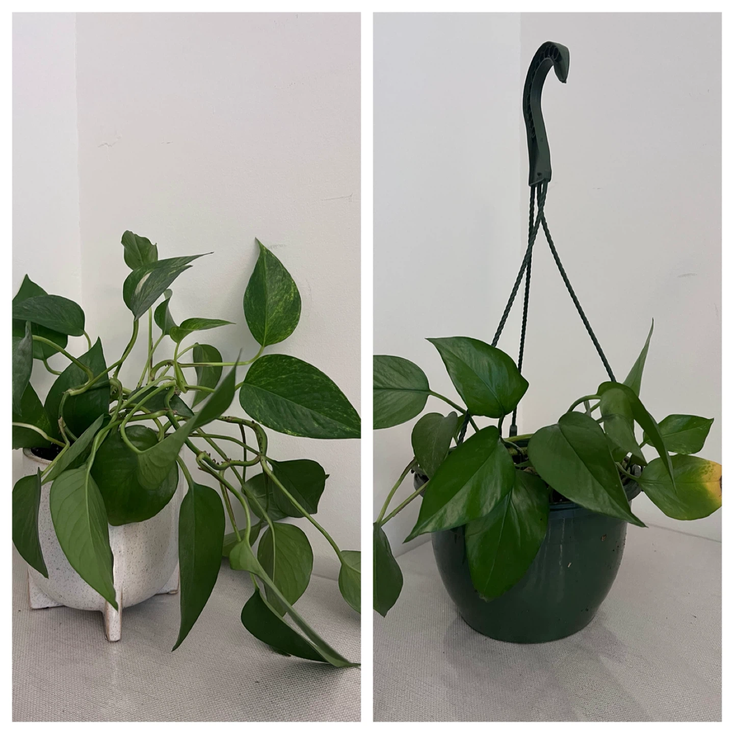 Household plants - sold individually