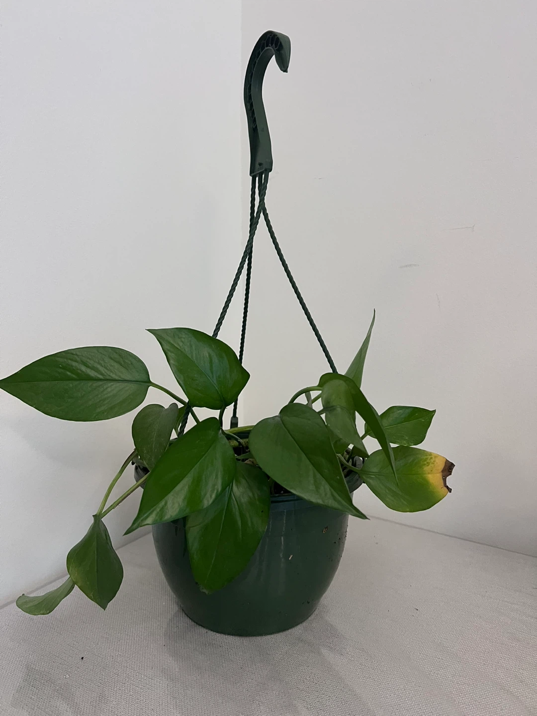 Household plants - sold individually - photo 3