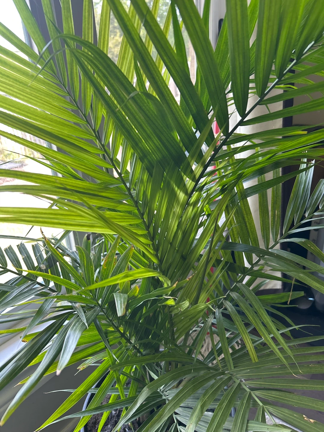Parlor Palm Plant