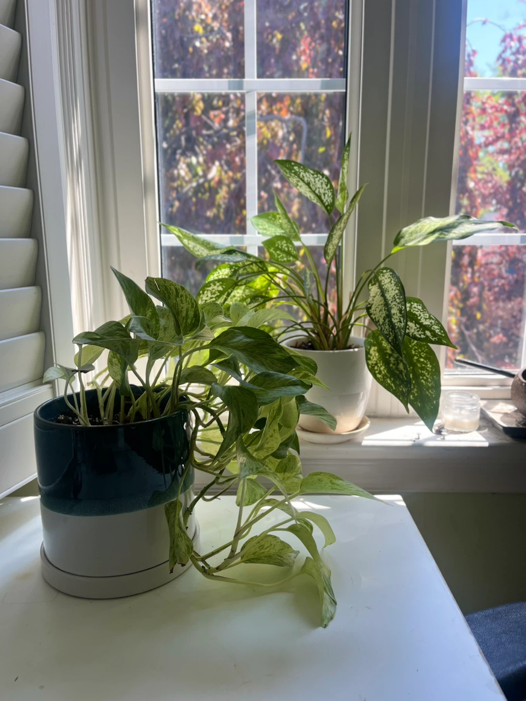 Two Potted Houseplants