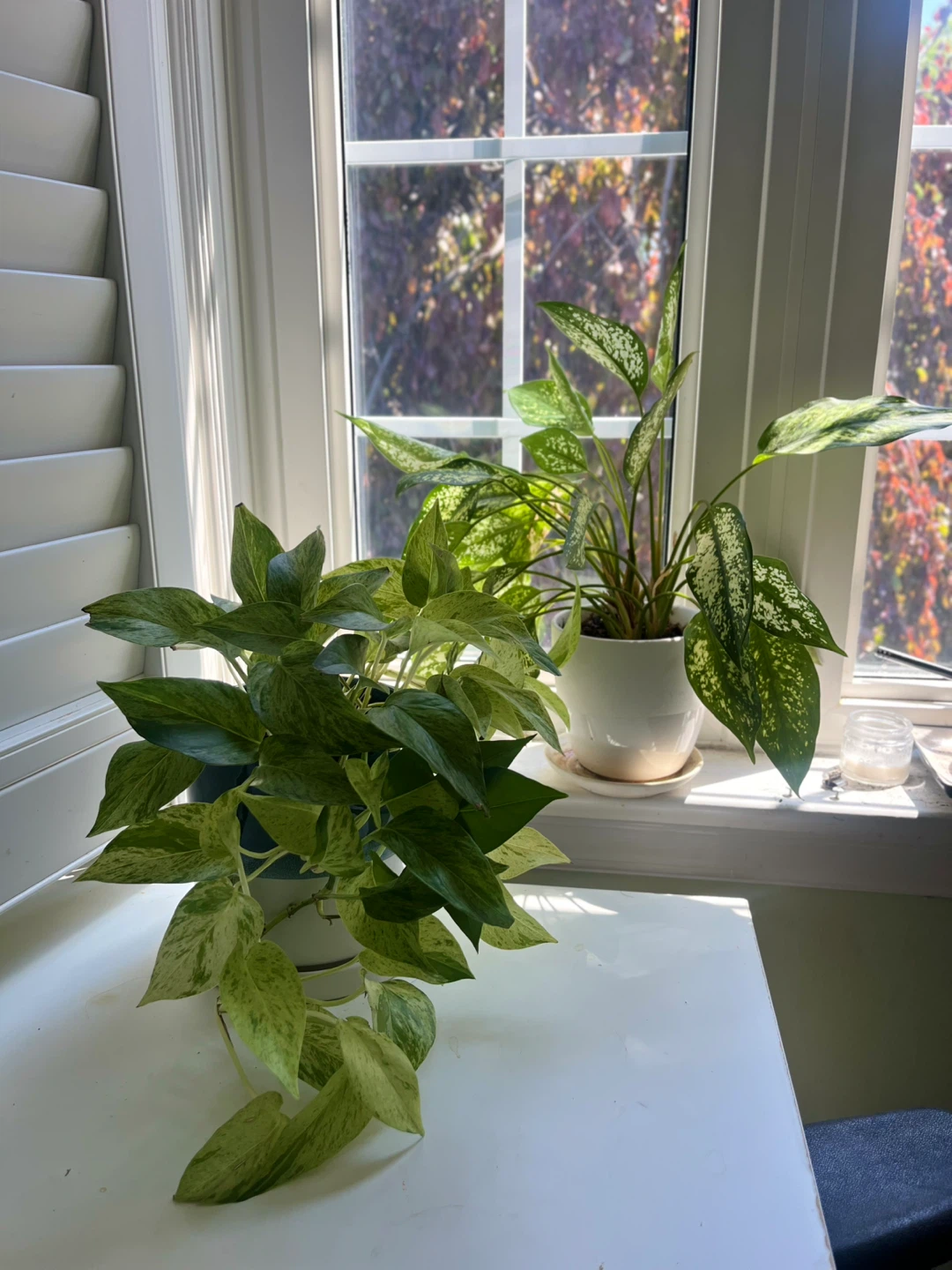 Two Potted Houseplants - photo 2