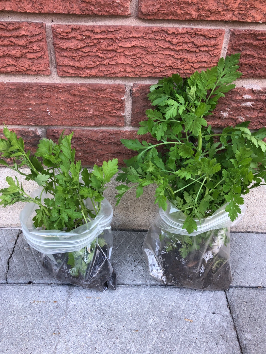Feverfew perennial plants from  $5 -25 - photo 3