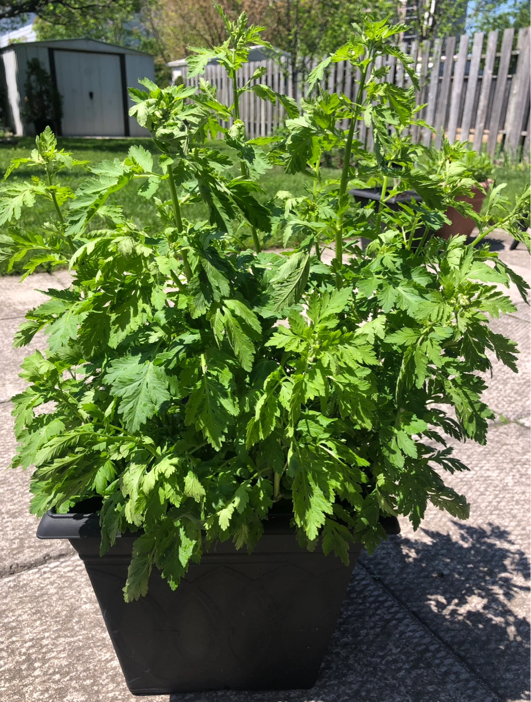 Feverfew perennial plants from  $5 -25