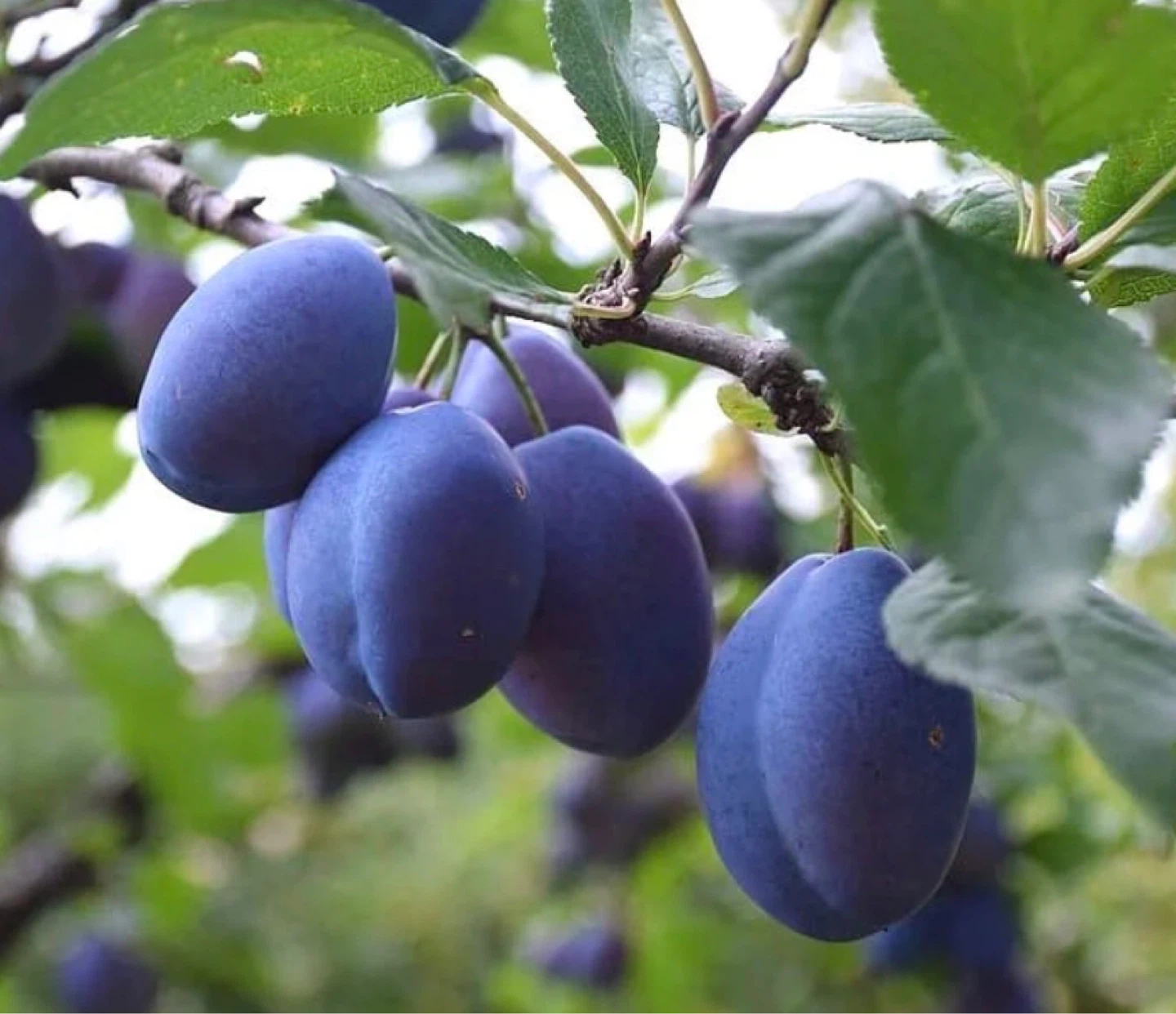 BIG ITALIAN PLUM TREES (see description)