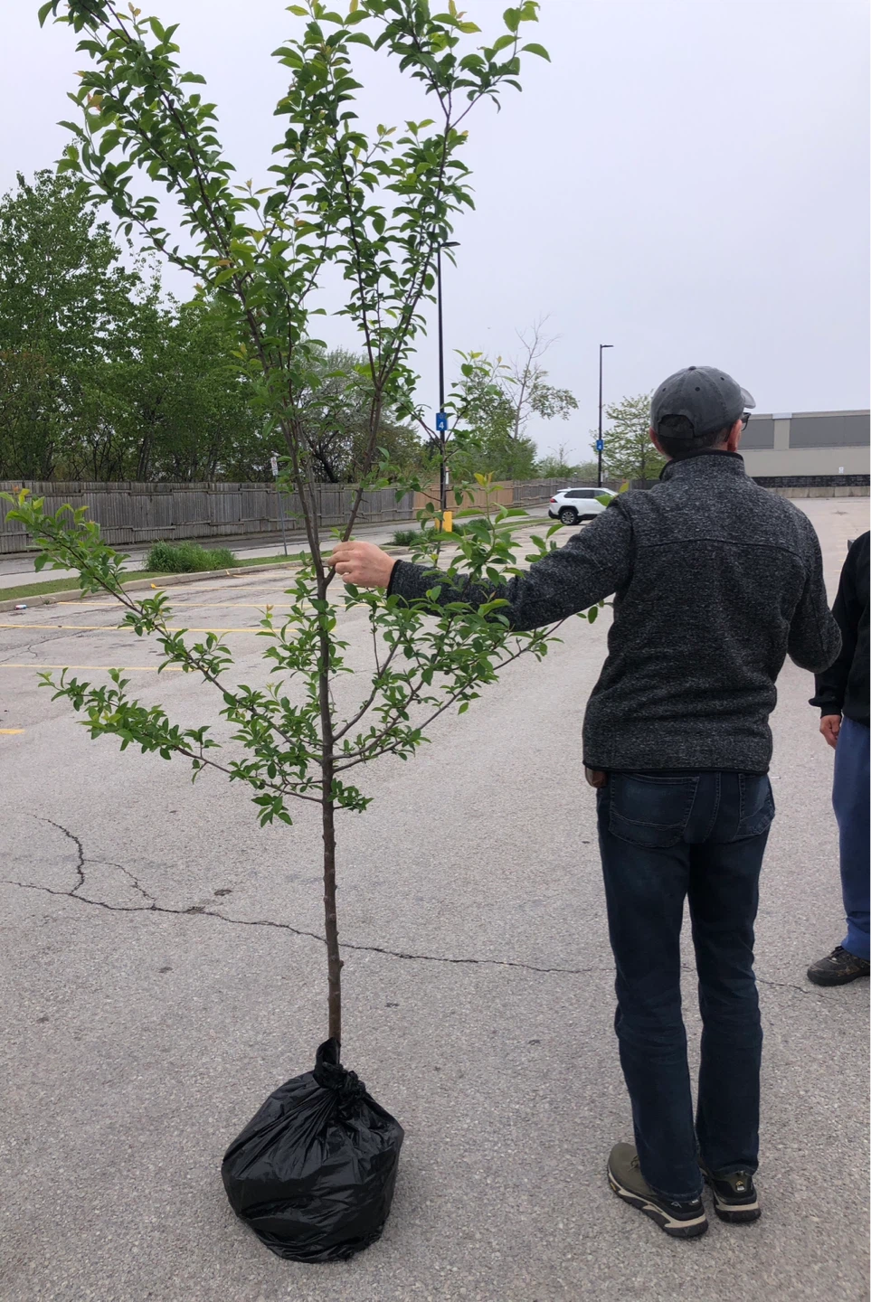 BIG ITALIAN PLUM TREES (see description) - photo 2