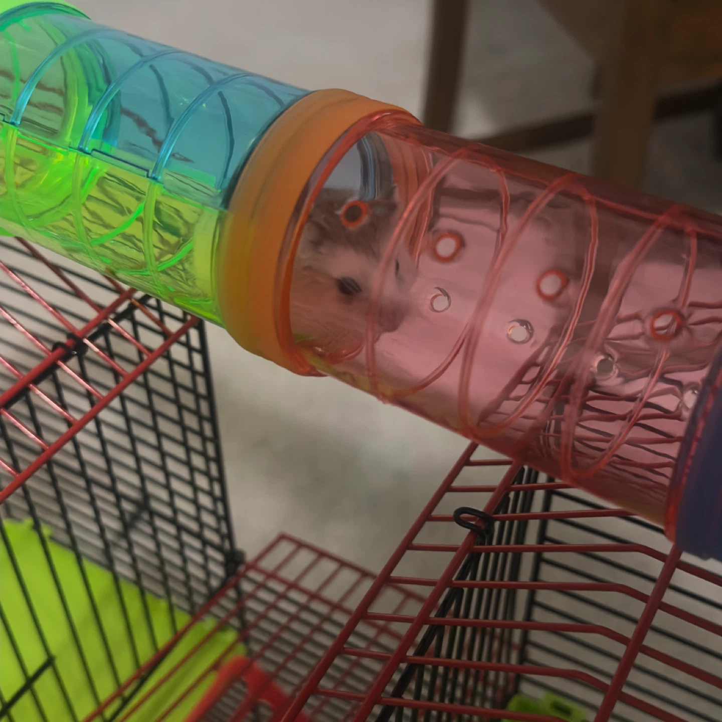 Multi-Level Hamster Cage with Tubes - photo 4