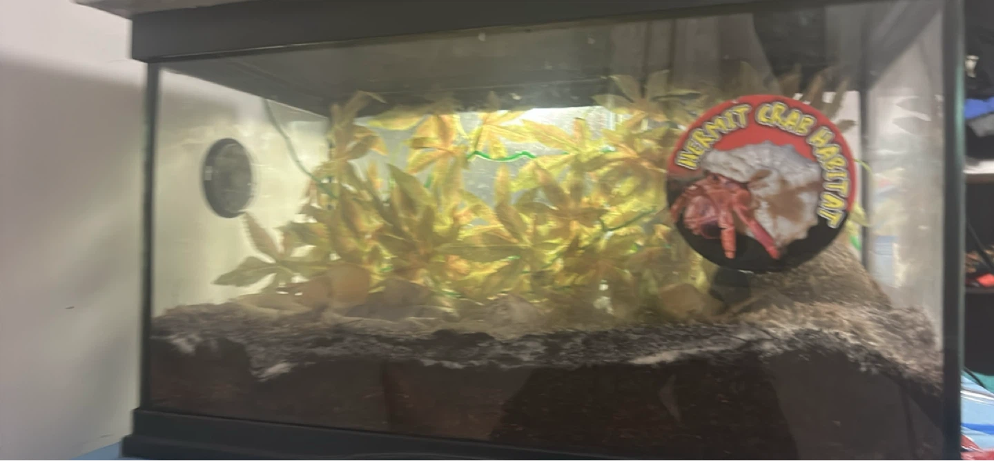 Hermit Crab Habitat Tank everything you see in the picture