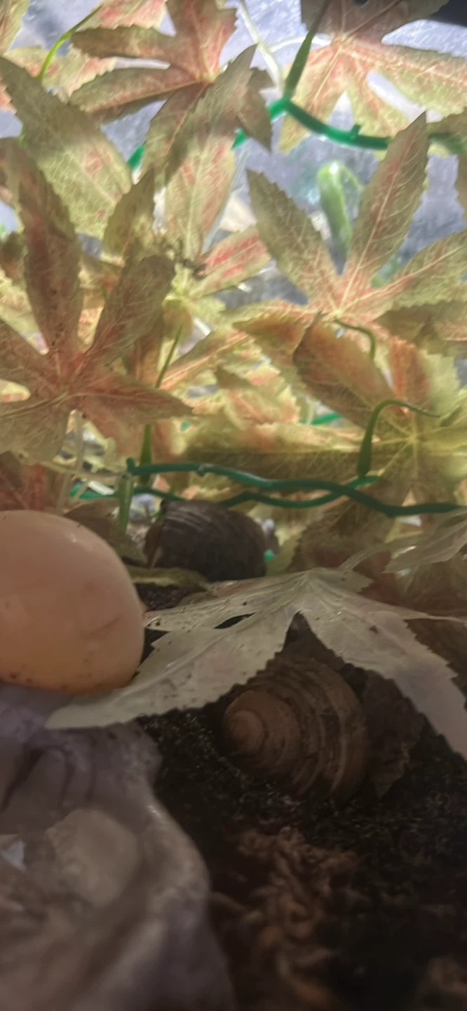Hermit Crab Habitat Tank everything you see in the picture - photo 4